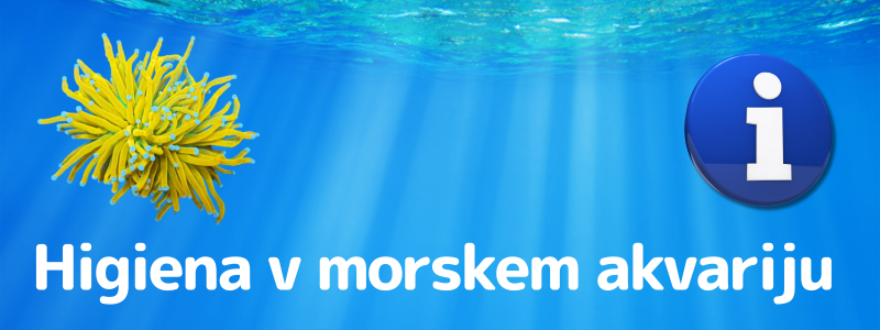 Čiščenje in nega v morskem akvariju